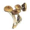 Psilocybe Cubensis B+