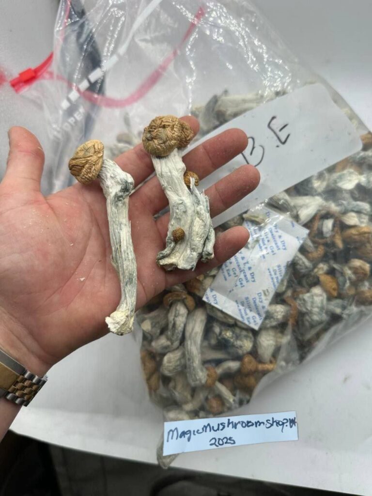 Dried magic mushrooms