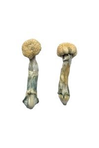 Albino x Shakti 250$ Oz