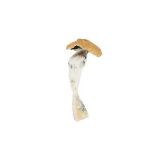 HillBilly (Country Cock) 240$ Oz